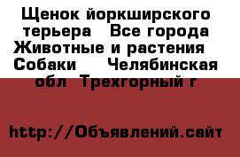 Щенок йоркширского терьера - Все города Животные и растения » Собаки   . Челябинская обл.,Трехгорный г.